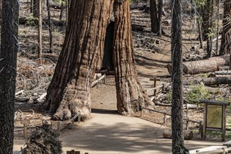 Tunnel Tree (Giant Sequoia) in Yosemite National Park, California, USA, North America