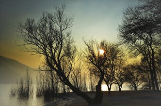 Bare Trees on the Beach on Waterfront to Lake Maggiore with Mountain in Sunset with Fog in Ascona,