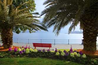 Bench and Flowers on a Beautiful Alpine Lake Maggiore Between Palm Trees and Mountain in a Sunny