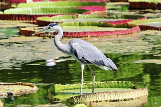 A grey heron (Ardea cinerea) captive, standing on water lily leaves in the water next to aquatic