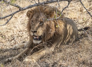 Male Lions (Panthera Leo) relaxing in the shadow at Kruger National Park, South Africa, Africa