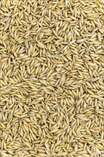 Portion of Oat for use as texture or background (detailed close-up shot)