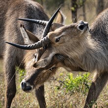 Two young Waterbucks (Kobus Ellipsiprymnus) fighting. Kruger National Park, South Africa, Africa