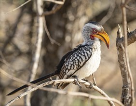 A Southern Yellow Billed Hornbill (Tockus Leucomelas), Kruger National Park, South Africa, Africa