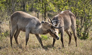 Two young Waterbucks (Kobus Ellipsiprymnus) fighting. Kruger National Park, South Africa, Africa