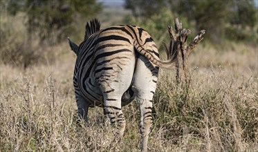 Zebra in the savannah (Kruger National Park, South Africa)