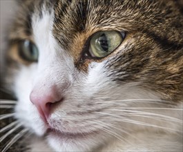 Close-up shot of the face of a cute borwn and white male cat