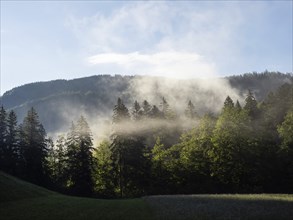 Morning atmosphere, early morning fog passes through a forest, near Gossl, Salzkammergut, Styria,