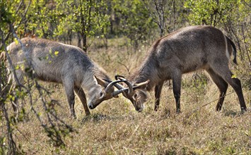 Two young Waterbucks (Kobus Ellipsiprymnus) fighting. Kruger National Park, South Africa, Africa