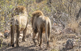 Male Lions (Panthera Leo) at Kruger National Park, South Africa, Africa