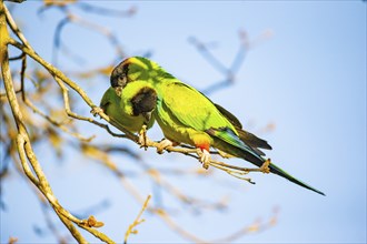 Nanday parakeet (Aratinga nanday) Pantanal Brazil