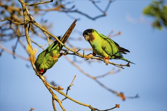 Nanday parakeet (Aratinga nanday) Pantanal Brazil