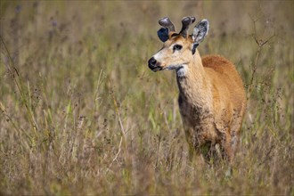 Marsh deer (Blastocerus dichotomous) Pantanal Brazil