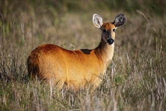 Marsh deer (Blastocerus dichotomous) Pantanal Brazil