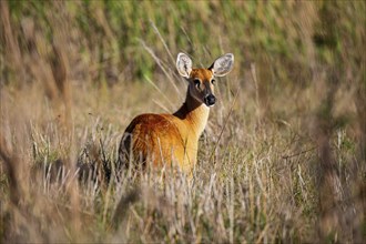 Marsh deer (Blastocerus dichotomous) Pantanal Brazil