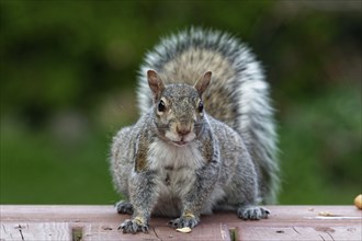 Nature, eastern gray squirrel (Sciurus carolinensis) Province of Quebec, Canada, North America