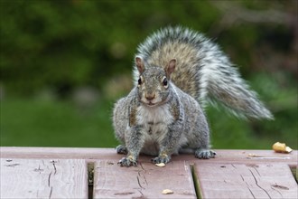 Nature, eastern gray squirrel (Sciurus carolinensis), Province of Quebec, Canada, North America