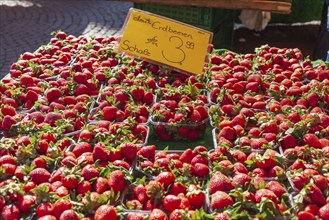 Fresh strawberries (Fragaria) with price tag in trays on a market stall, Bremen, Germany, Europe