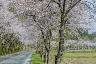 A serene road bordered by rows of cherry blossom trees in full bloom on a peaceful spring day, in
