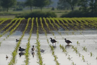 Mallards and Egyptian geese after continuous rain on flooded farmland, maize field,
