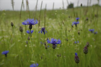 Flowering strip with cornflower, flowering area, field, agriculture, agribusiness, Schwäbisch Hall,