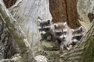 Three young raccoons (Procyon lotor) close together on a tree trunk, Hesse, Germany, Europe