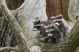 Three young raccoons (Procyon lotor) sitting together on a tree trunk and looking interested,