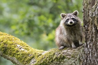 An adult raccoon (Procyon lotor), fawn, sitting on a mossy tree branch in a green forest, Hesse,