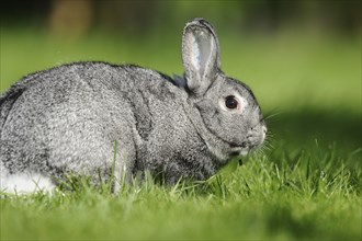 Close-up of a grey chinchilla rabbit on a green meadow in spring, Bavaria