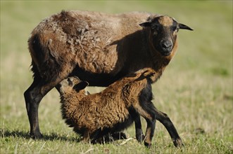 Cameroon sheep, domestic sheep (Ovis gmelini aries) Ewe with lamb in a meadow, Bavaria