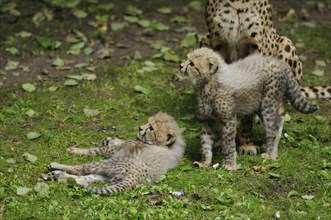 Cheetah (Acinonyx jubatus) cubs in a meadow, captive, occurrence Africa