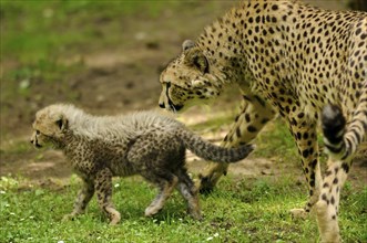 Cheetah (Acinonyx jubatus) mother with young in a meadow, captive, occurrence Africa