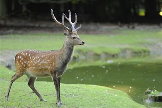 Sika deer (Cervus Nippon) male in a forest clearing, captive, Germany, Europe