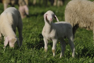 Domestic sheep (Ovis orientalis aries) lamb standing in a meadow, Bavaria