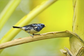 Close up of a Turquoise Tanager (Tangara mexicana) sitting oin a branch