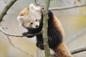 Red panda (Ailurus fulgens) youngster on a bough