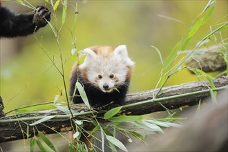 Red panda (Ailurus fulgens) youngster on a bough