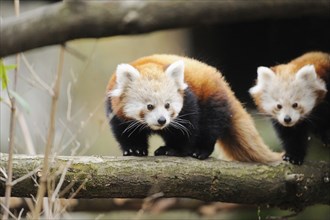 Red panda (Ailurus fulgens) youngster on a bough