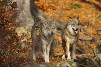 Two european gray wolves (Canis lupus lupus) in autumn forest, captive, Germany, Europe
