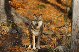 European gray wolf (Canis lupus lupus) in autumn forest, captive, Germany, Europe
