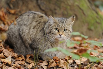 Close-up of a European wildcat (Felis silvestris silvestris) in autumn in the bavarian forest