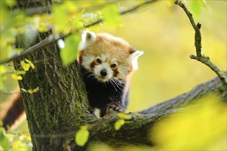 Close-up of a red panda (Ailurus fulgens) in a forest in autumn