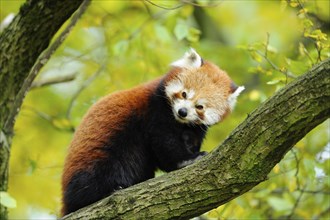 Close-up of a red panda (Ailurus fulgens) in a forest in autumn