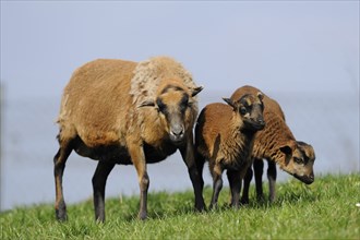 Cameroon sheep, domestic sheep (Ovis gmelini aries) Ewe with lambs in a meadow, Bavaria