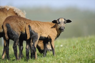 Cameroon sheep, domestic sheep (Ovis gmelini aries) Lambs in a meadow, Bavaria