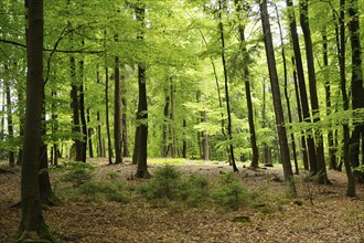 A sunlit forest with tall trees and vibrant green undergrowth, Bavaria