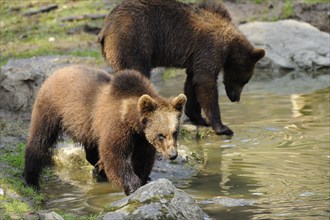 Two young Eurasian brown bear (Ursus arctos arctos) at the shore of a lake, Bavarian Forest