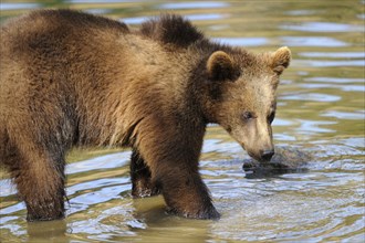 Young Eurasian brown bear (Ursus arctos arctos) at the shore of a lake, Bavarian Forest National