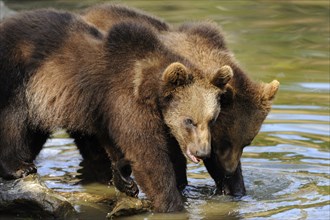 Two young Eurasian brown bear (Ursus arctos arctos) at the shore of a lake, Bavarian Forest