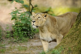 Asiatic Lion (Panthera leo persica) female in a forest clearing, captive, occurrence India